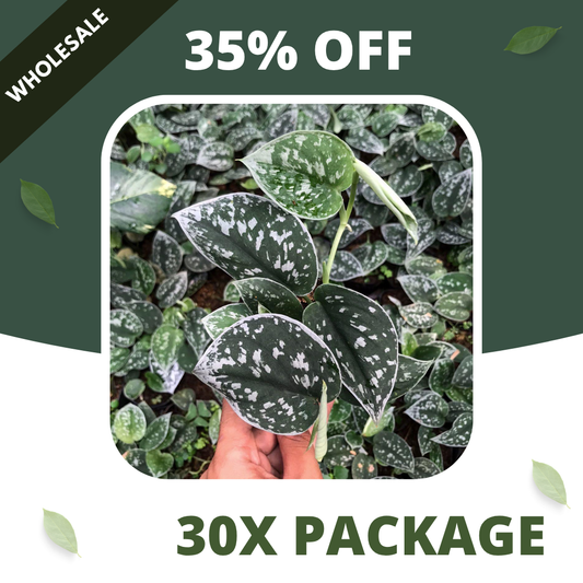 Scindapsus Silvery Anne - Package 30x