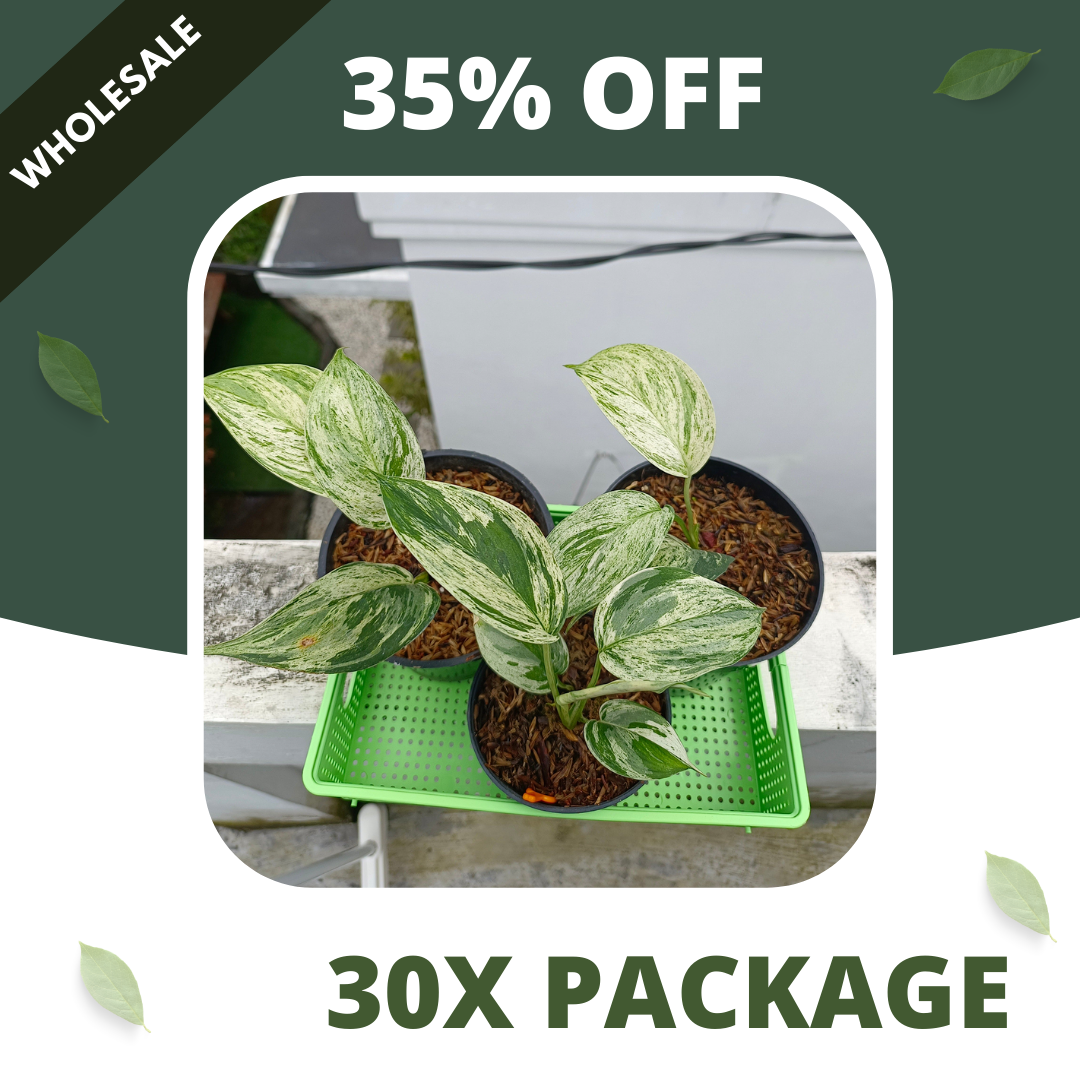 Scindapsus Blue Albo Salaca - Package 30x