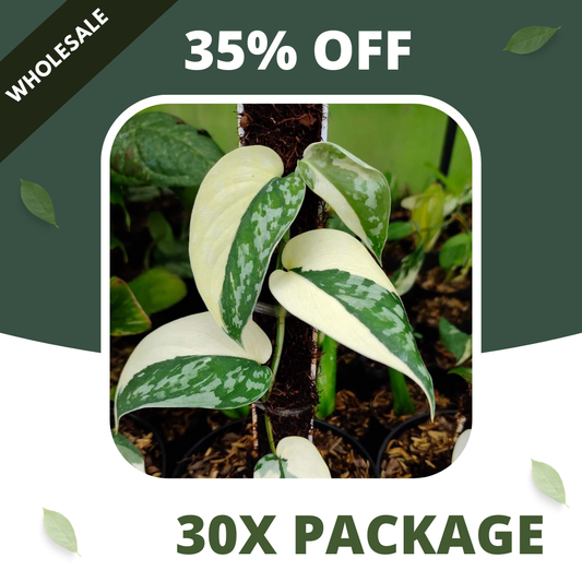 Scindapsus Mayari - Package 30x