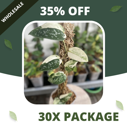 Scindapsus Dark Argyraeus Variegated - Package 30x