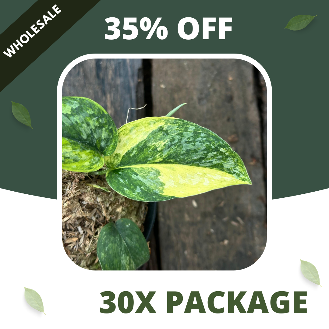 Scindapsus Rajatapura - Package 30x