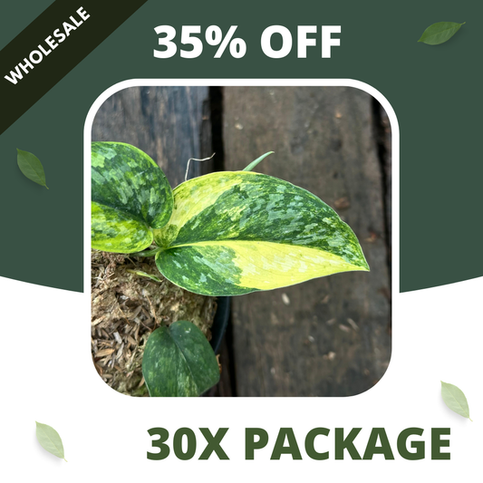 Scindapsus Rajatapura - Package 30x
