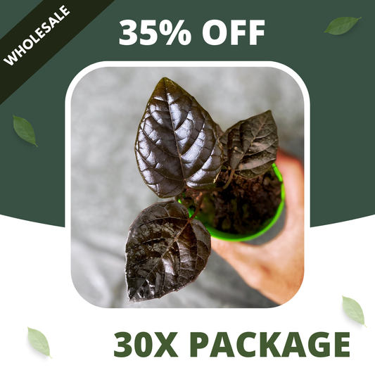 Piper Black - Package 30x