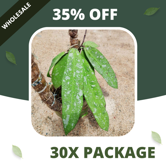 Hoya Sp Dahlia - Package 30x