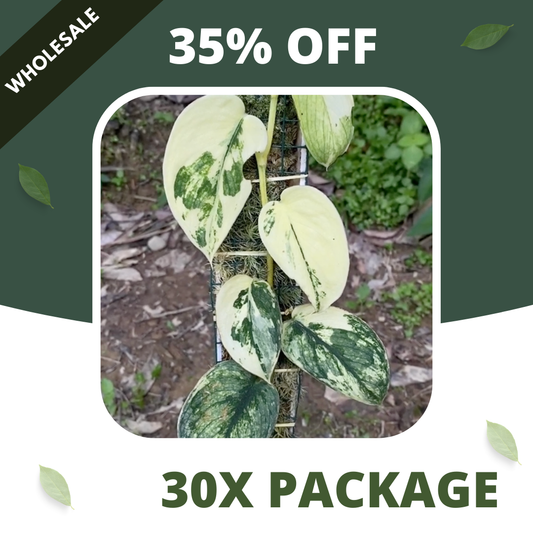 Scindapsus Sparkling Varigata Kunzo - Package 30x