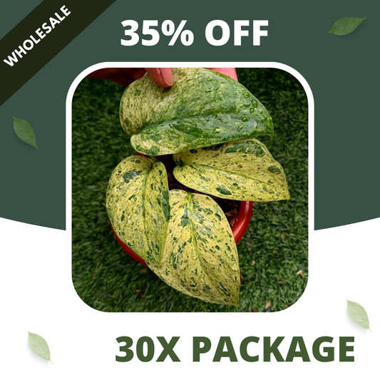 Scindapsus Creme Brulee - Package 30x