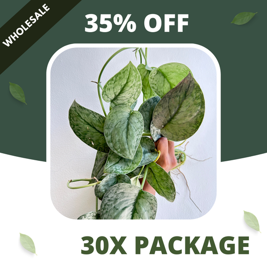 Scindapsus Silver Cloud - Package 30x