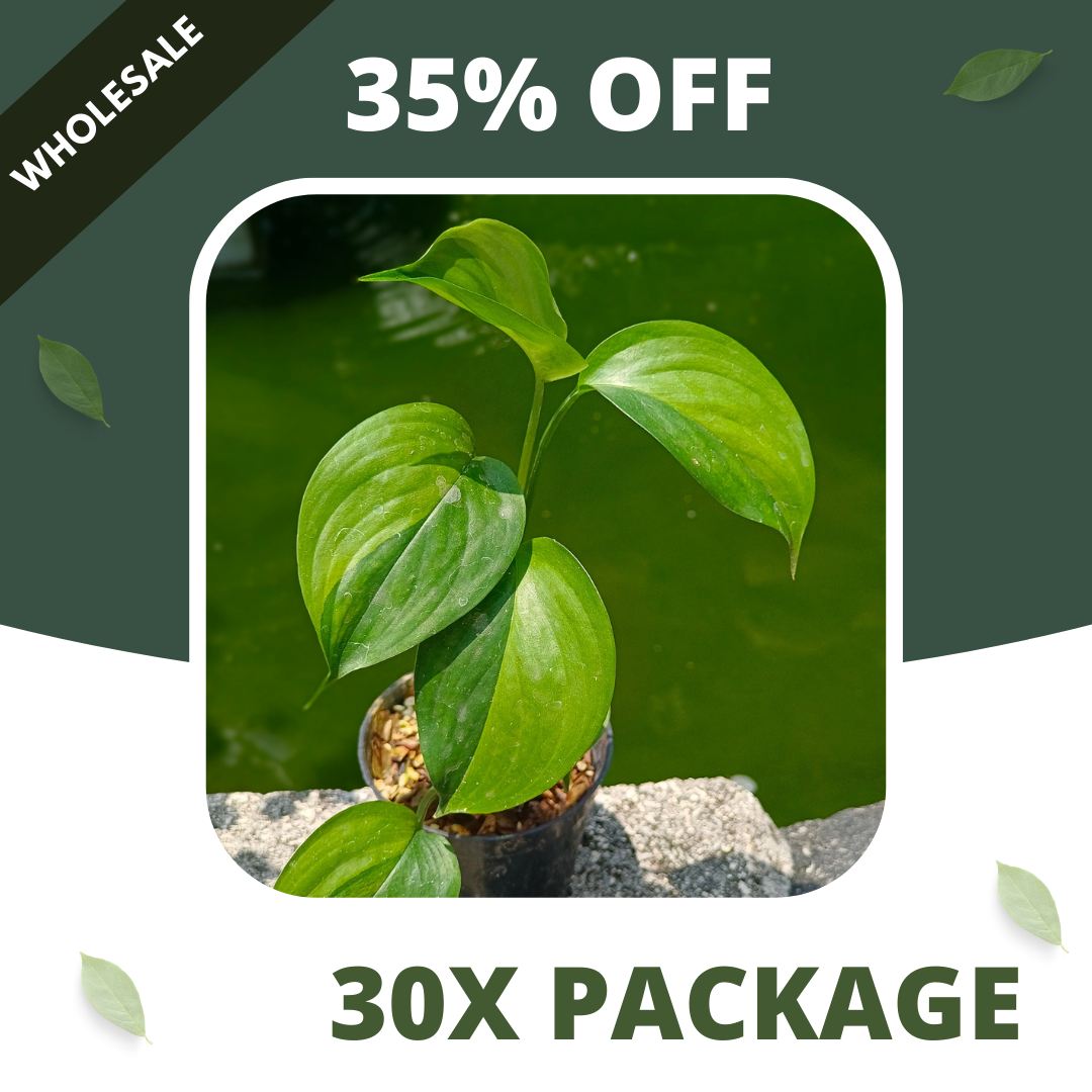 Scindapsus Longispitatus Green On Green Variegated - Package 30x