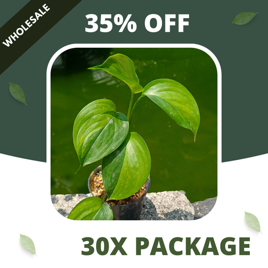 Scindapsus Longispitatus Green On Green Variegated - Package 30x