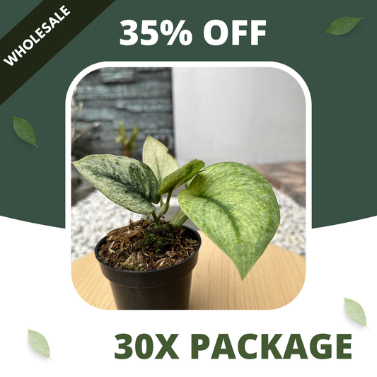 Scindapsus Hologram - Package 30x