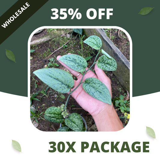 Scindapsus Silver Army Mutation Silver - Package 30x