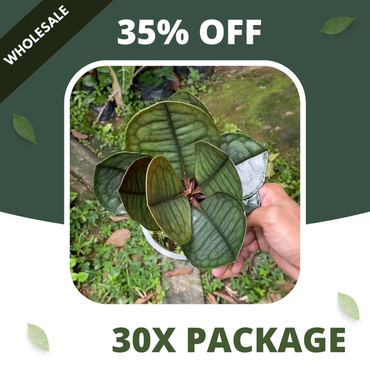 Labisia Fan - Package 30x