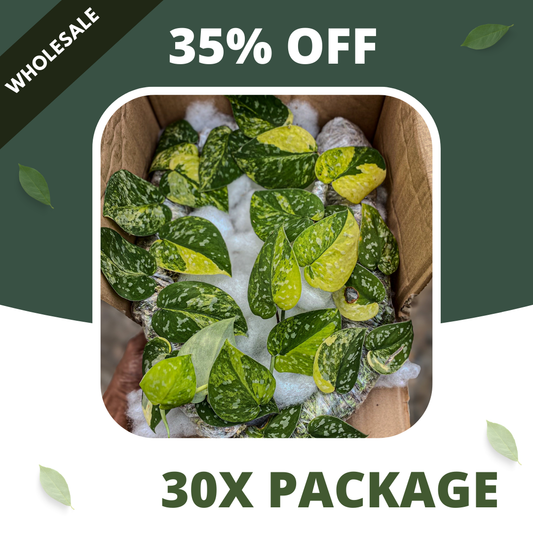Scindapsus Agryrareus Aurea - Package 30x