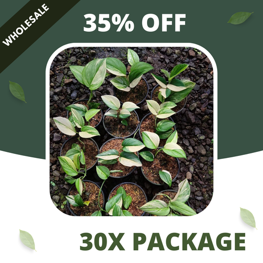 Scindapsus Rubicon Aurea - Package 30x