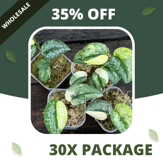 Scindapsus Prabu - Package 30x