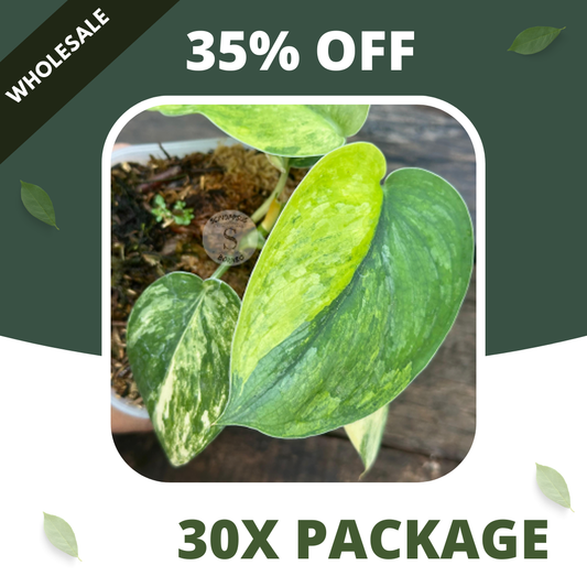 Scindapsus Parahiyangan Aurea - Package 30x