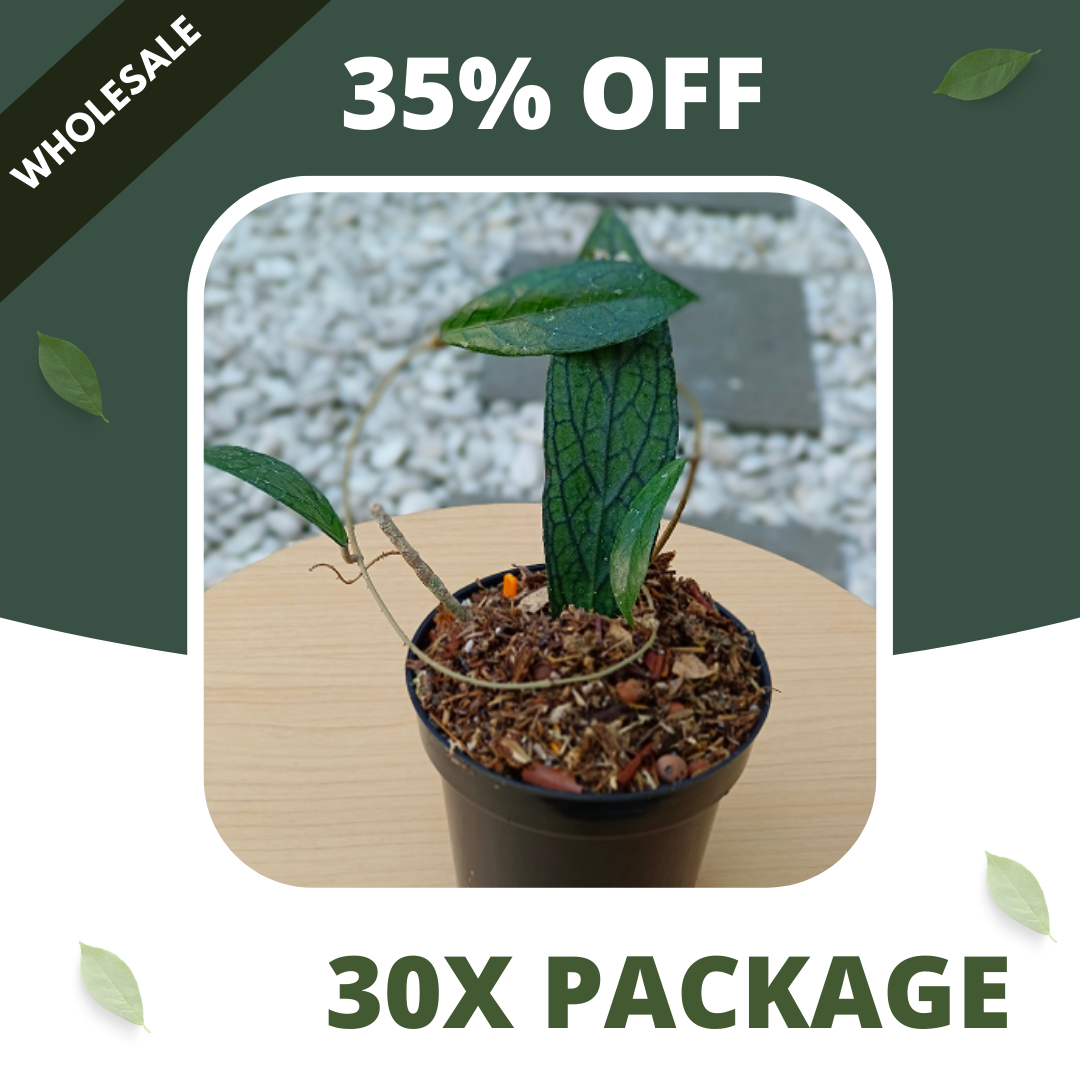 Hoya Tenggamus - Package 30x