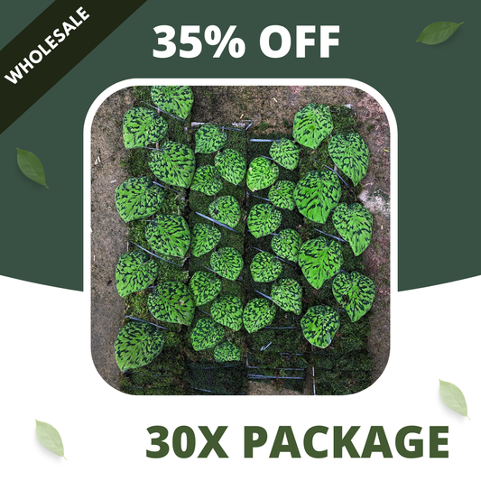 Scindapsus Snake Scale Stabillo - Package 30x