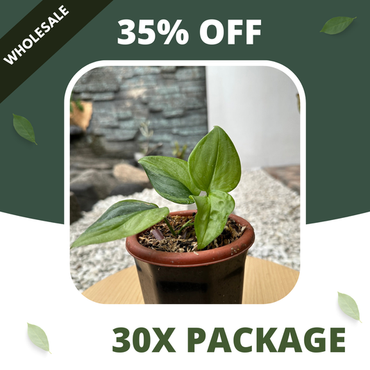 Scindapsus Rubicon Green On Green Variegata - Package 30x
