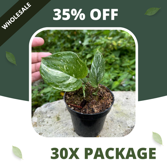Scindapsus Treubi Galaxy Medium Size - Package 30x