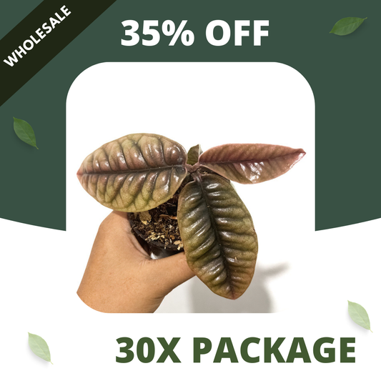 Labisia Buaya - Package 30x