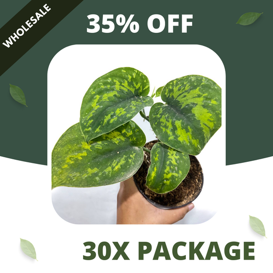 Scindapsus Macan - Package 30x