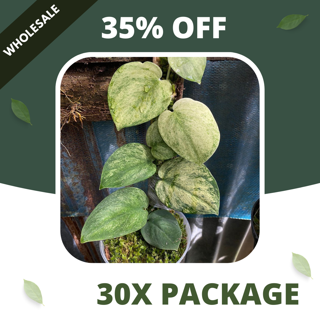 Scindapsus Golden Mint - Package 30x