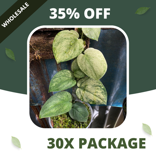 Scindapsus Golden Mint - Package 30x