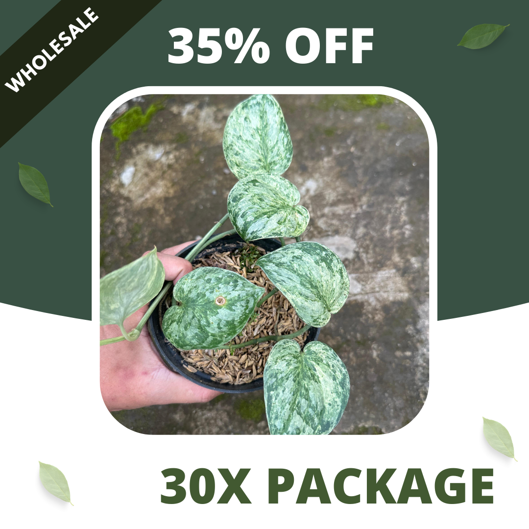 Scindapsus Excotica Marble - Package 30x