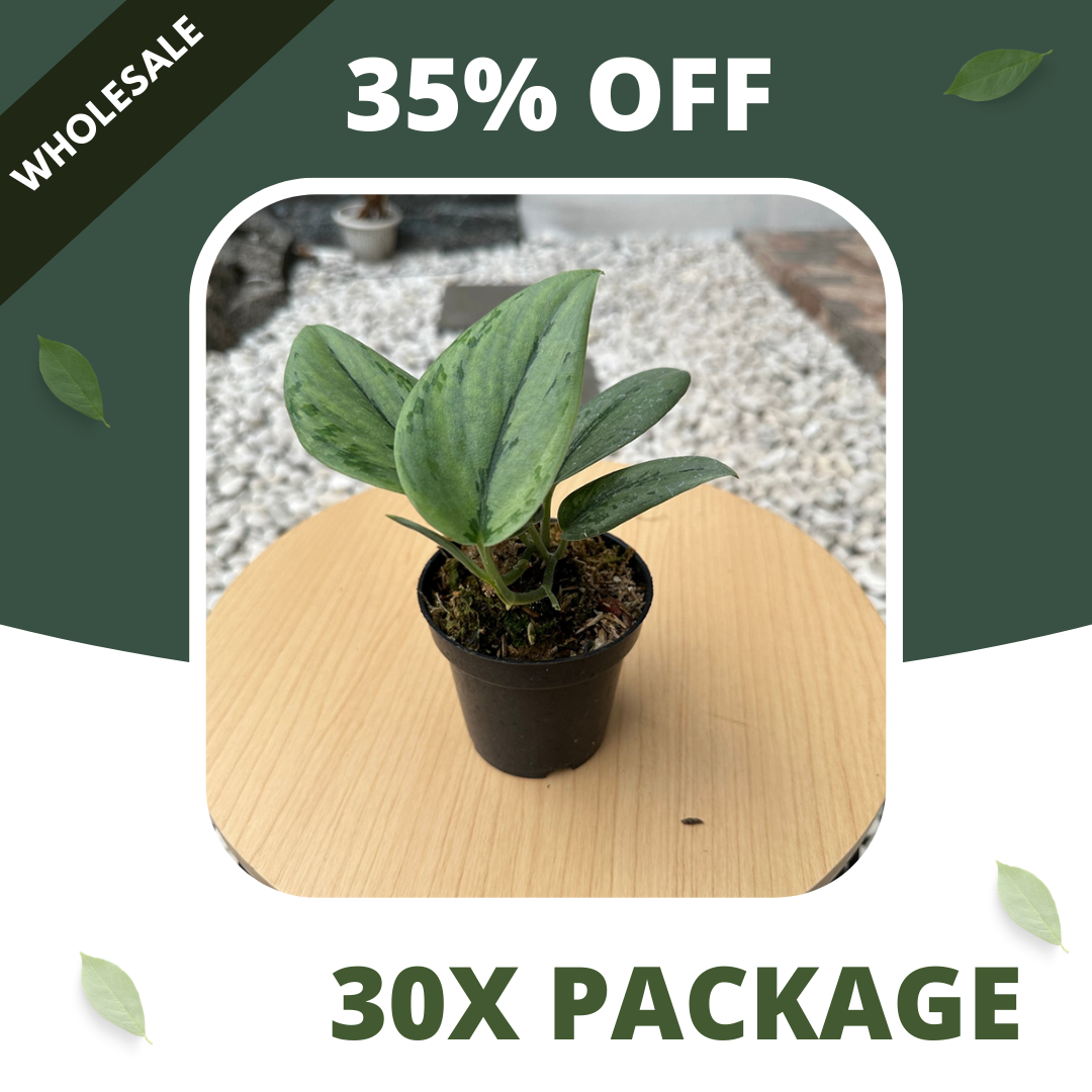 Scindapsus Mutasi Stabilo Army - Package 30x