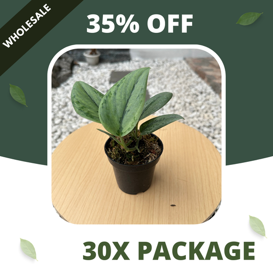 Scindapsus Mutasi Stabilo Army - Package 30x