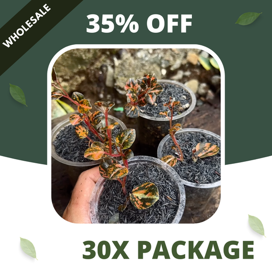 Peperomia Orange Metallic - Package 30x