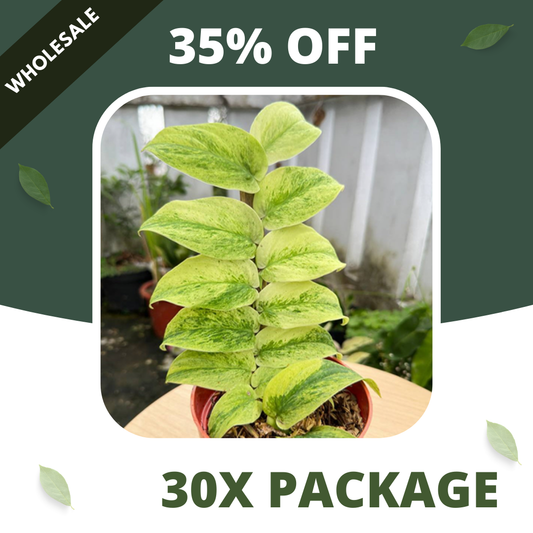 Rhaphidophora Korthalsi Variegated - Package 30x