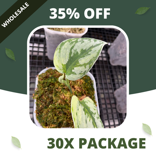 Scindapsus Yupa - Package 30x