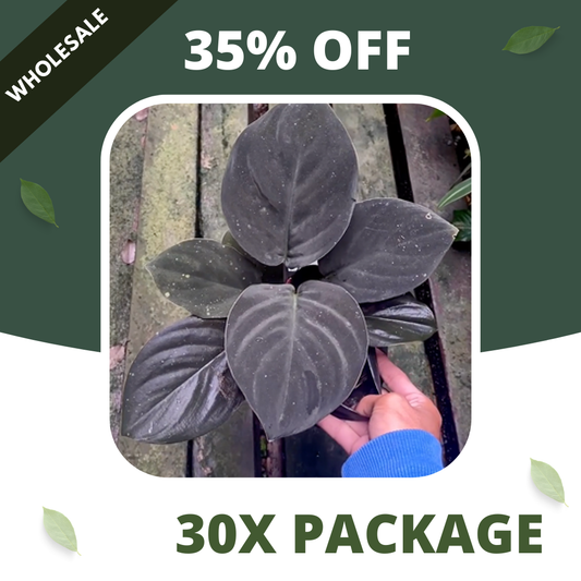 Homalomena Black Velvet - Package 30x