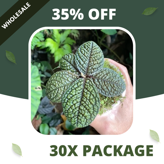 Labisia Brain - Package 30x