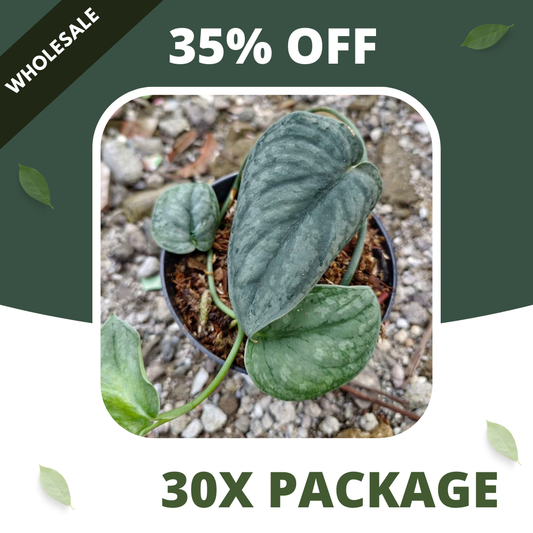 Scindapsus Gray Amazonica - Package 30x