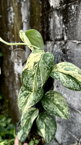 Scindapsus Acyntia - Best Selected - Scindapsus Borneo