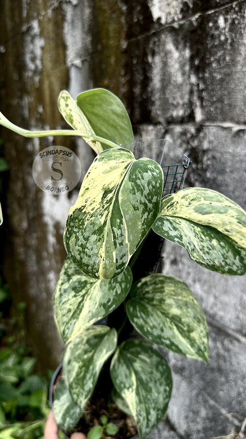 Scindapsus Acyntia - Best Selected - Scindapsus Borneo