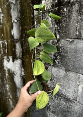 Scindapsus Exotica Golden Mint - Best Selected - Scindapsus Borneo