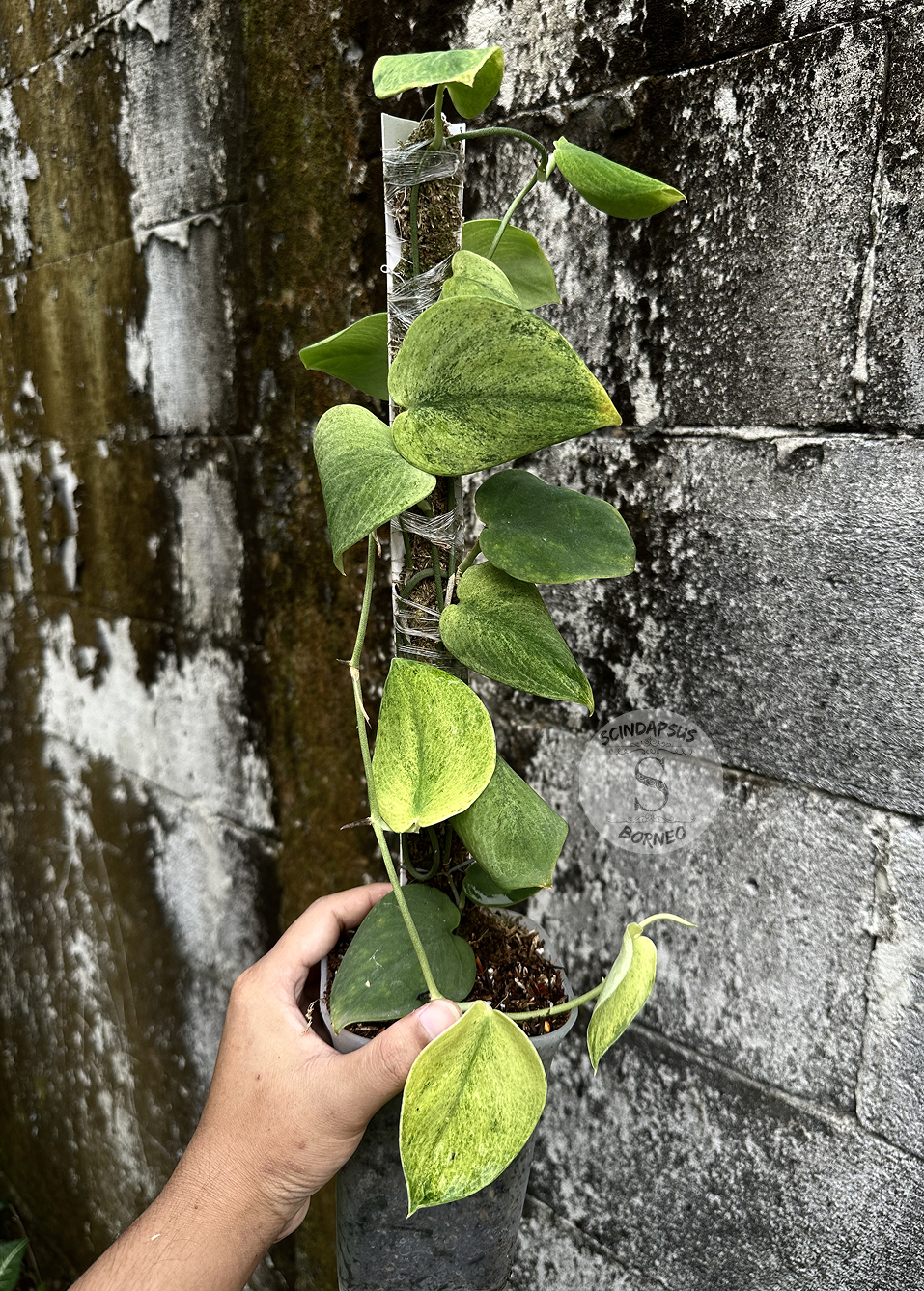 Scindapsus Exotica Golden Mint - Best Selected - Scindapsus Borneo