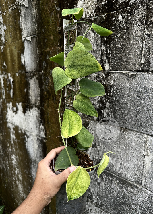 Scindapsus Exotica Golden Mint - Best Selected