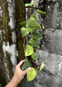 Scindapsus Exotica Golden Mint - Best Selected - Scindapsus Borneo