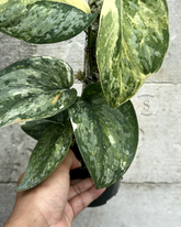 Scindapsus NO ID - Best Selected - Choice 1 - Scindapsus Borneo