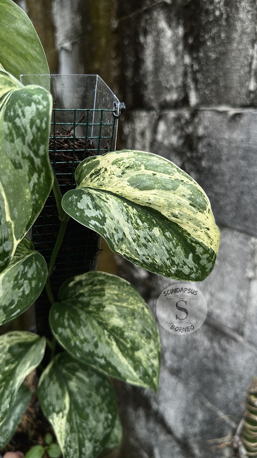 Scindapsus Acyntia - Best Selected - Scindapsus Borneo
