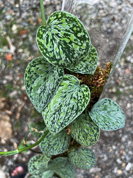 Scindapsus Tricolor Cakrawala