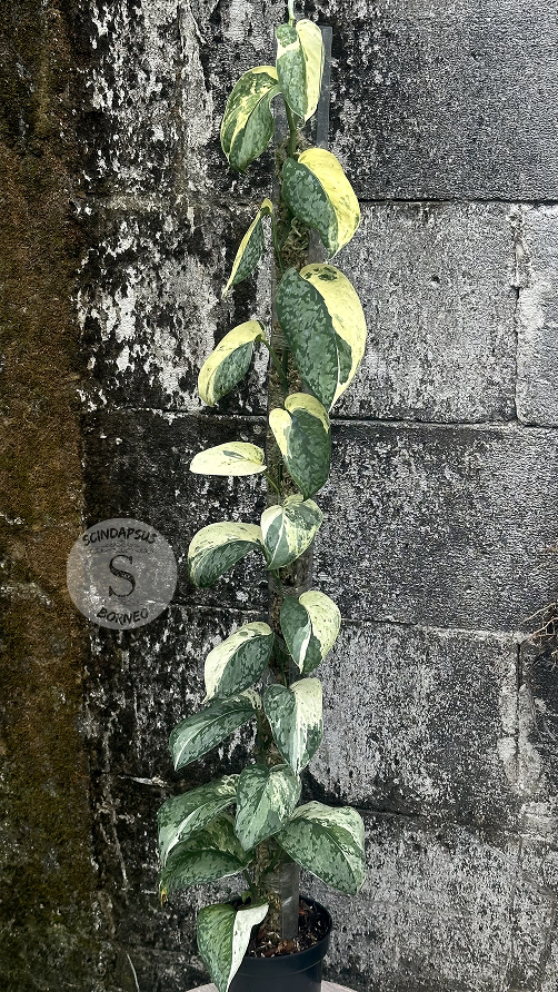 Scindapsus NO ID - Best Selected - Choice 5 - Scindapsus Borneo