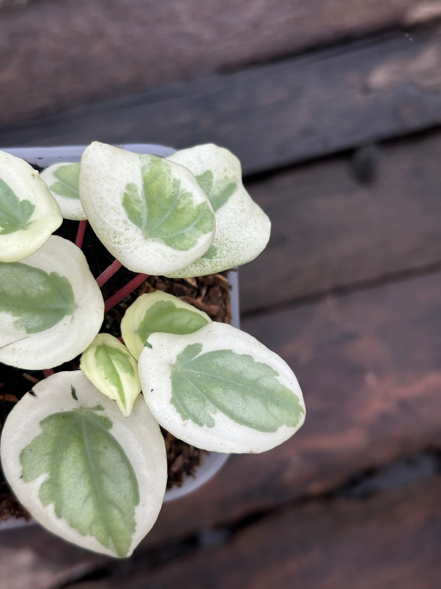 Peperomia Water Melon White Mutation