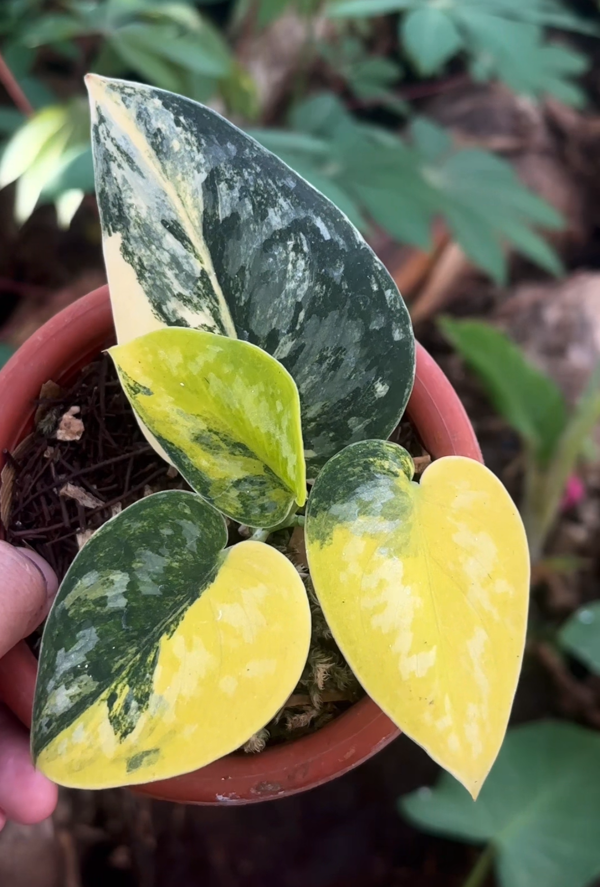 Scindapsus Green Diamond – Scindapsus Borneo