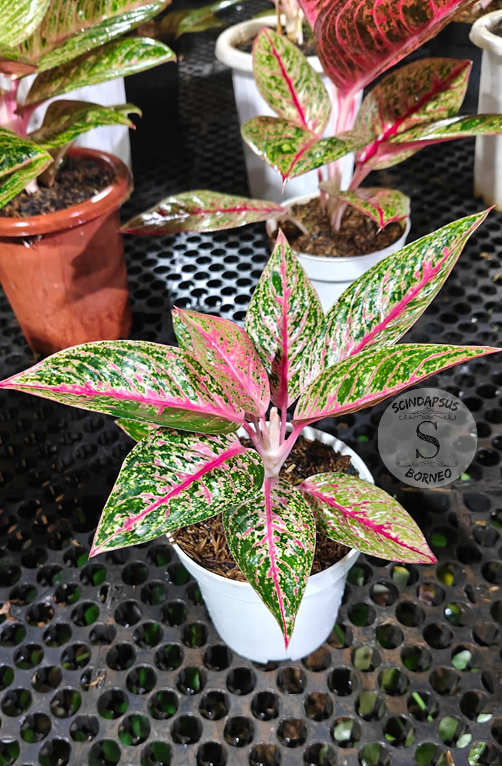 Aglaonema Gabriel